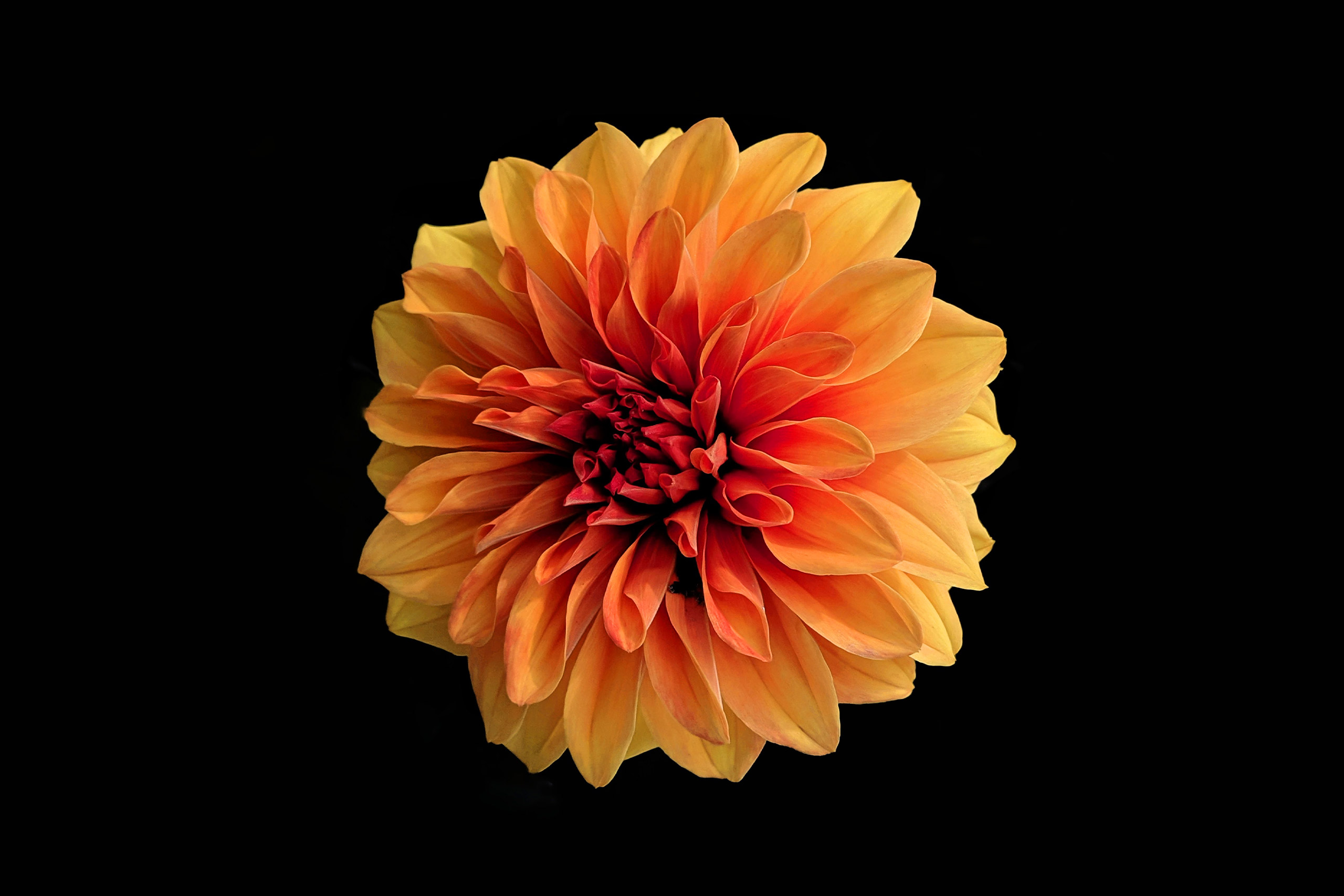 Studio-Hrastar-Gardenia-Flower